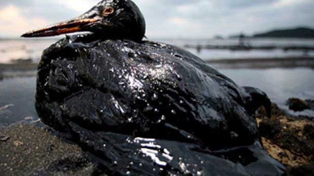 Oil spill wildlife