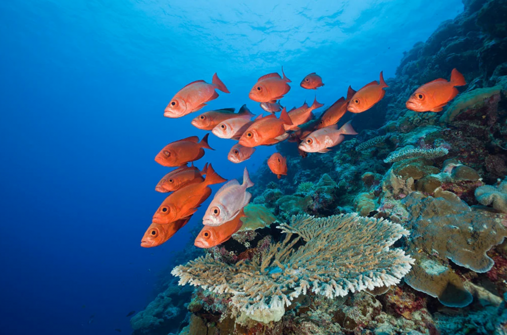 Palau marine protected area