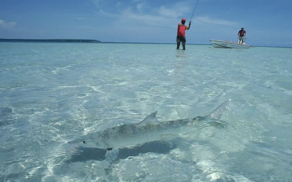 Bonefish