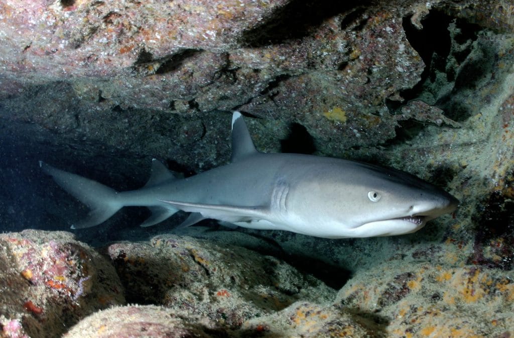 Whitetip shark