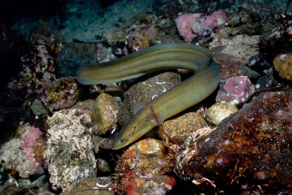 Eel