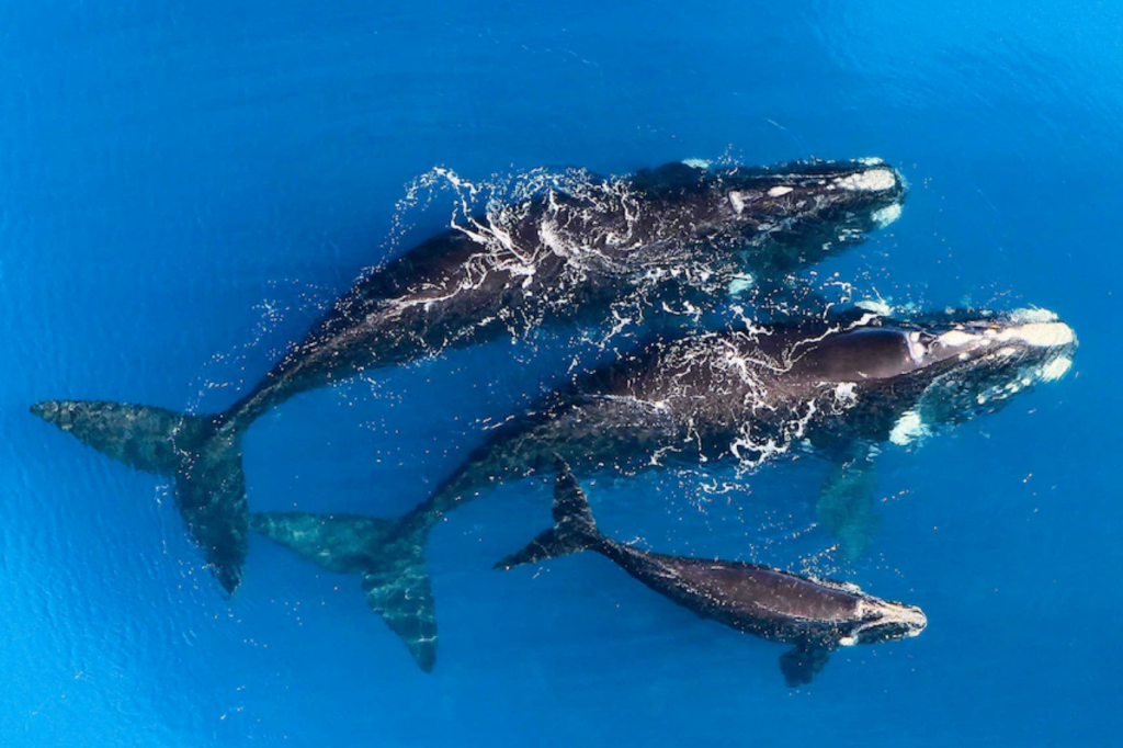 Whale adults and calf