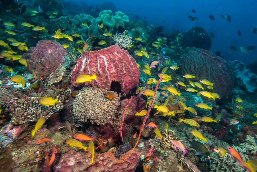 East Timor reef