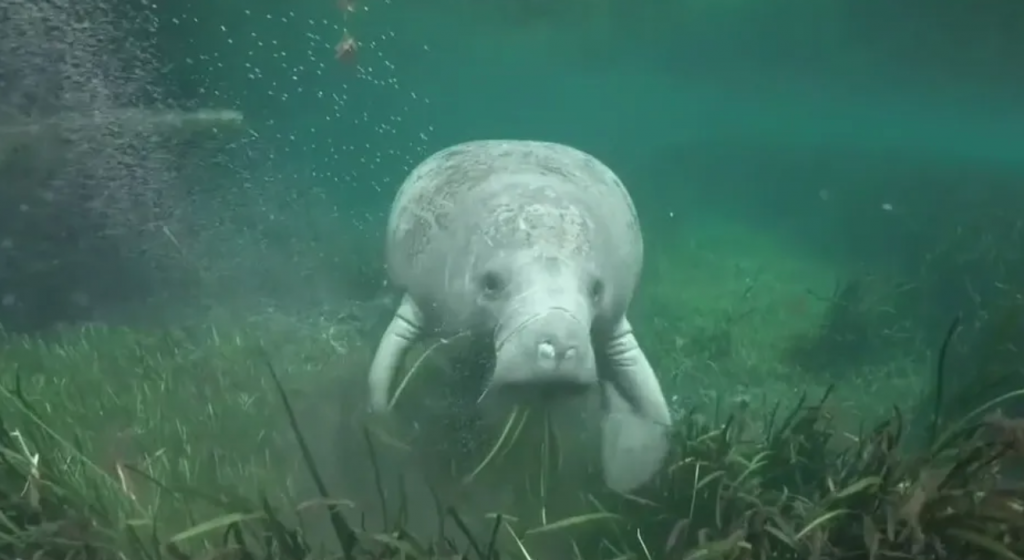 Manatee