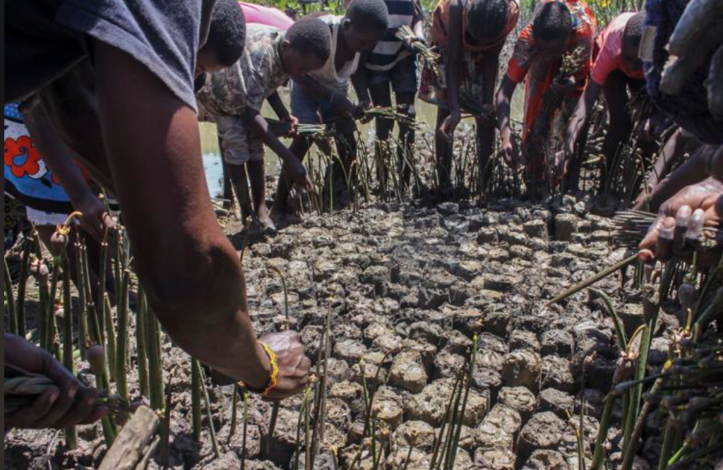 Mangrove restoration