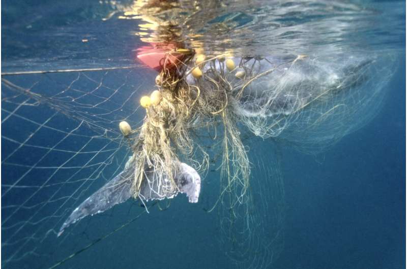 Shark nets