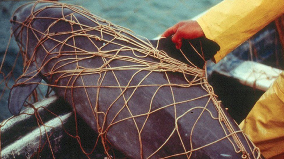 Vaquita