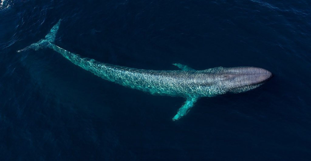 Blue whale