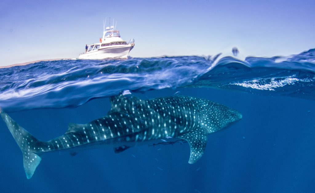 Whale shark