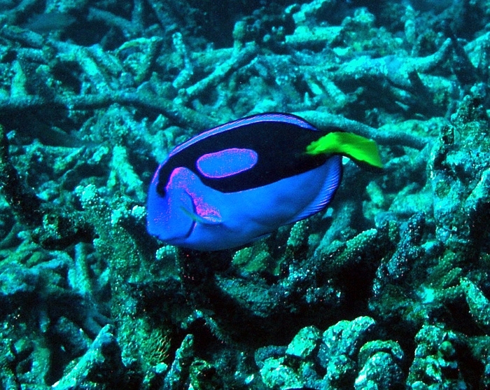 Baker Island MPA