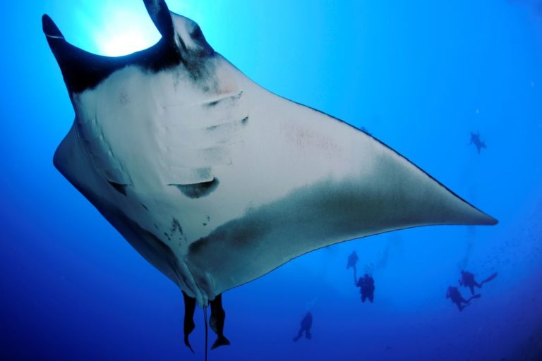 Manta ray