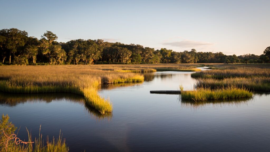 Coastal marsh