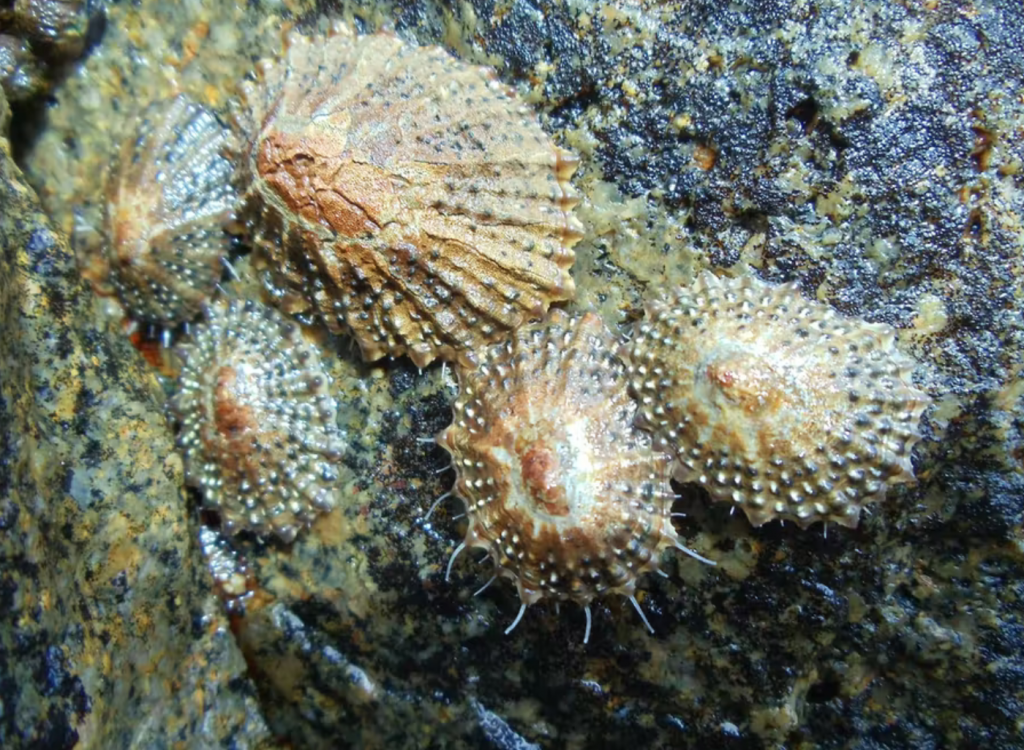 Limpets