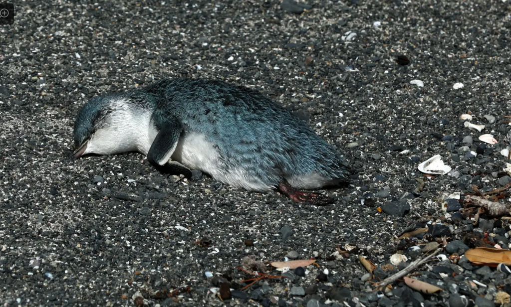 Little blue penguin