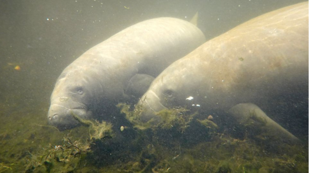 Manatees