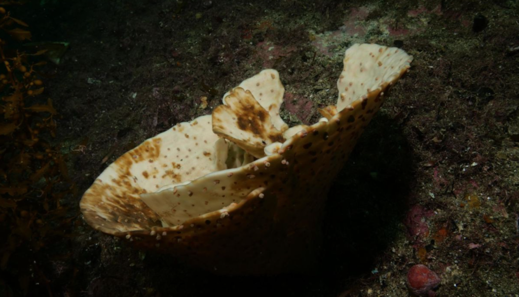 Dead sea sponge