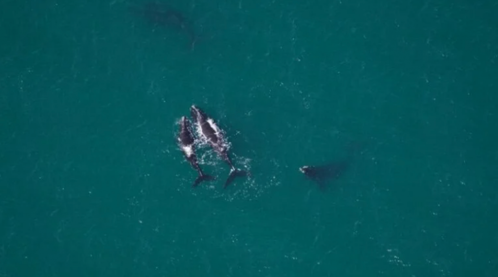 North Atlantic right whales