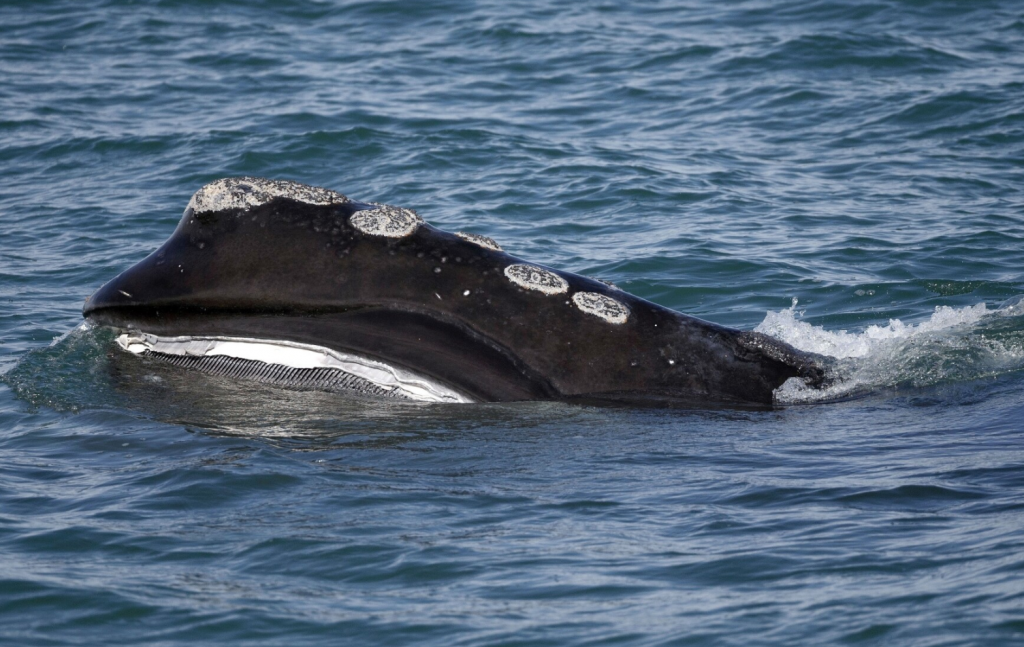 North Atlantic right whale