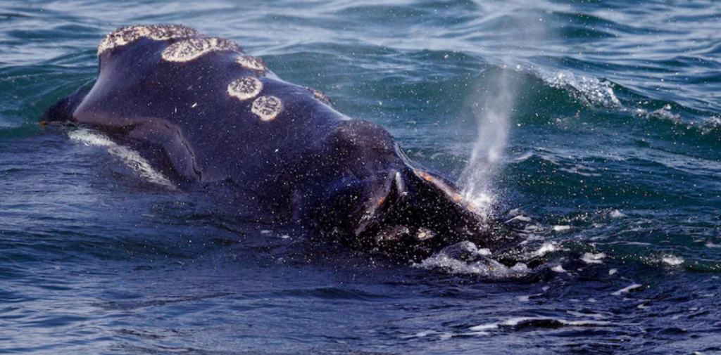 North Atlantic right whale