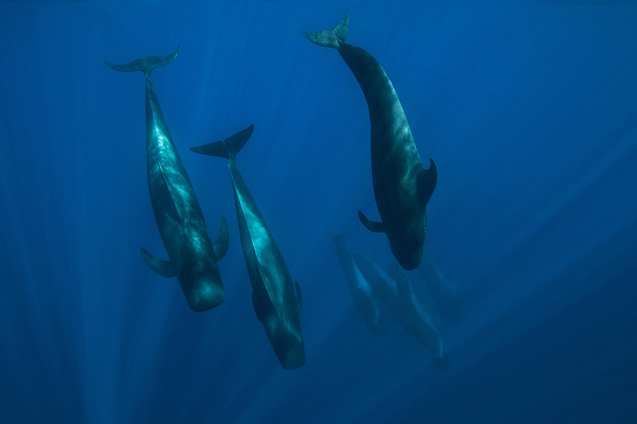 Ocean predators diving deep