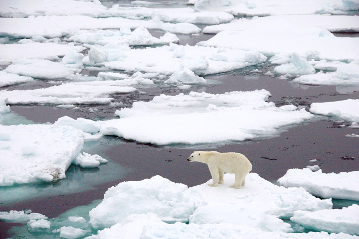 Polar bear ice flow
