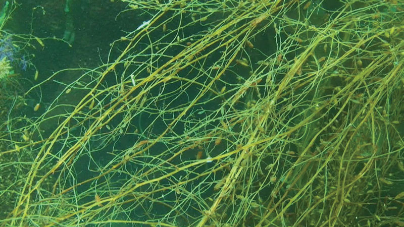 Sargassum horneri