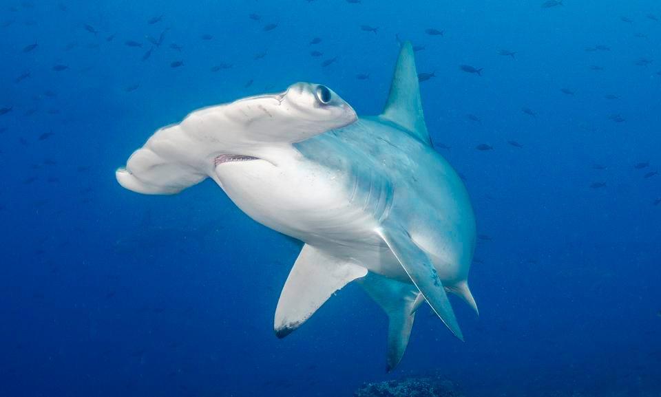 Scalloped hammerhead shark