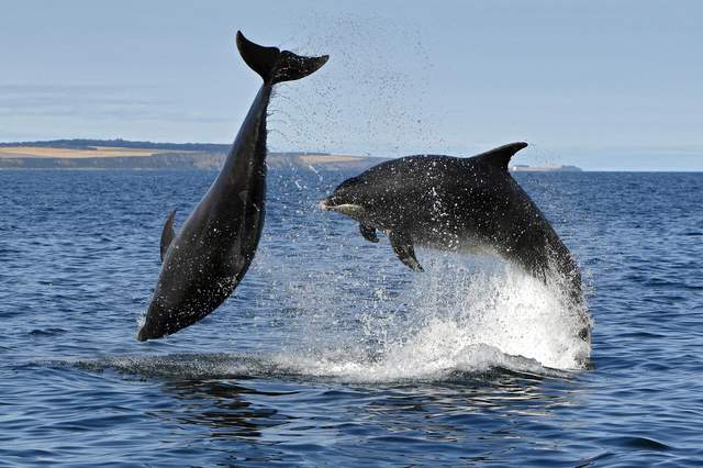 Scottish marine life 