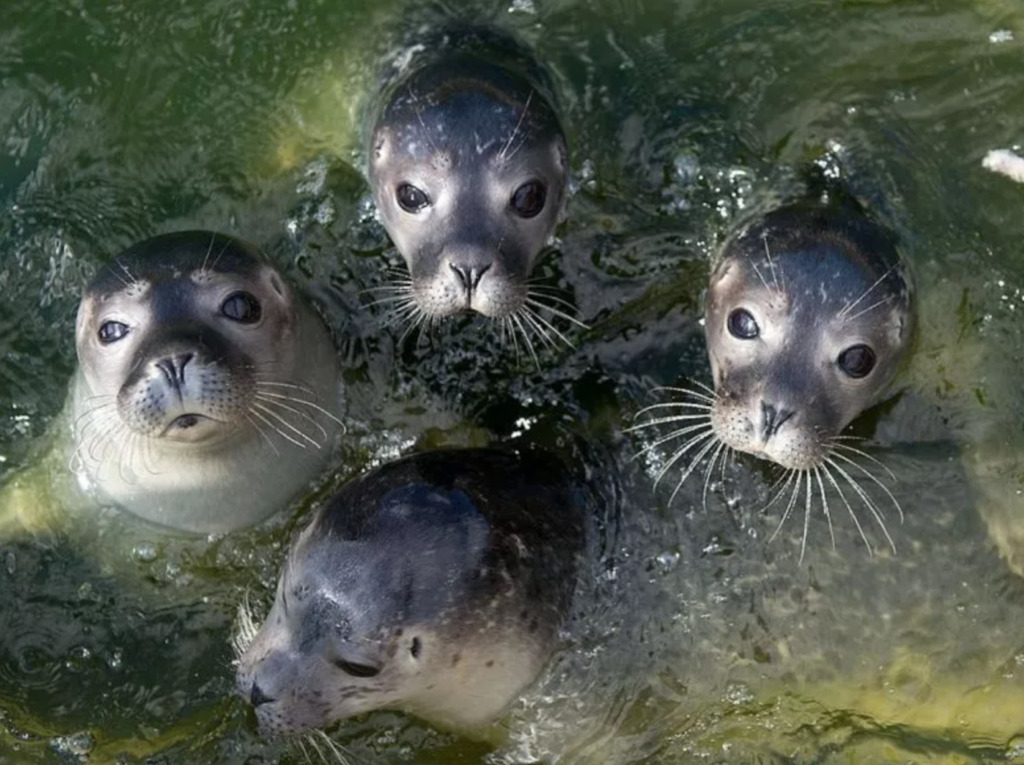 Seals