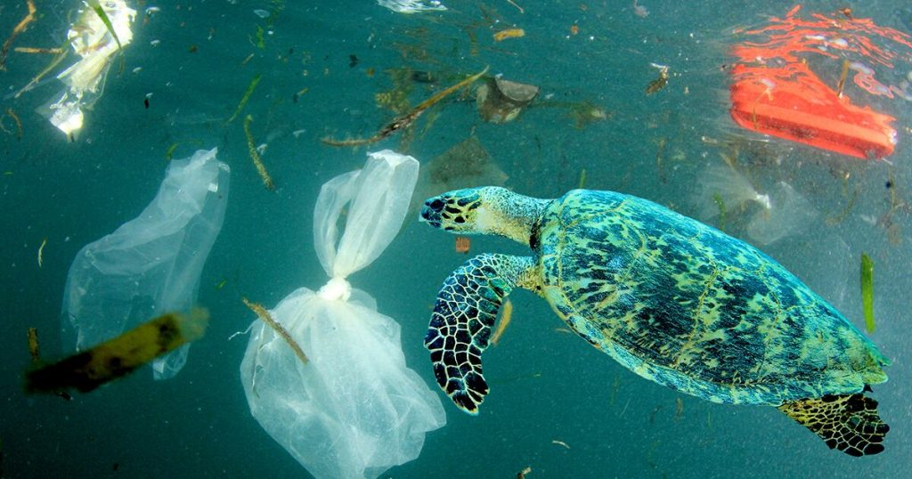 Sea turtle and plastic