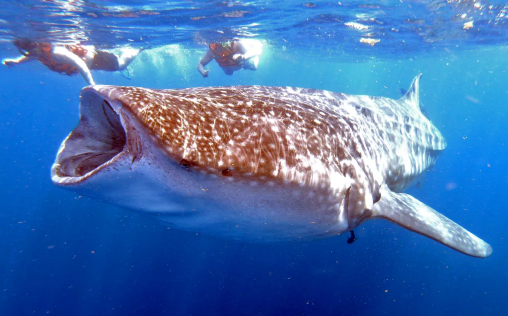 Swimming with sharks