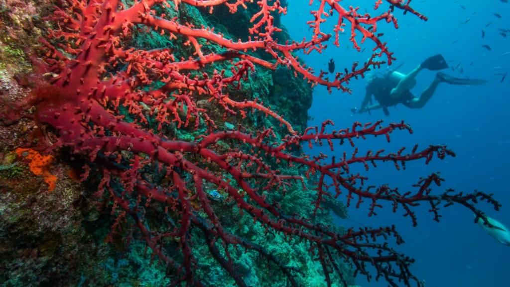 Sydney corals