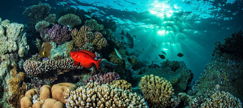 Fish in Red Sea