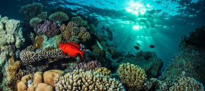 Fish swimming in Red Sea