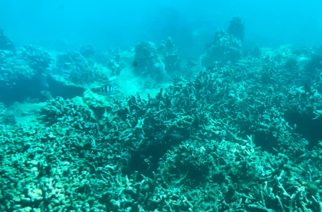 Sea floor around Hon Mun island