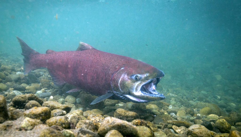 Chinook salmon