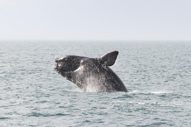 North Atlantic right whale