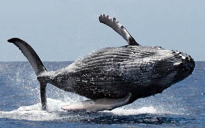Paikea humpback whale