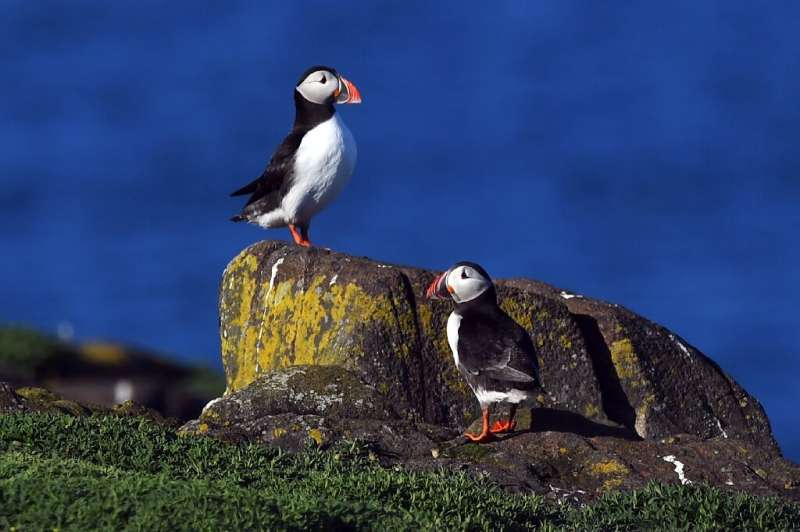 Puffins