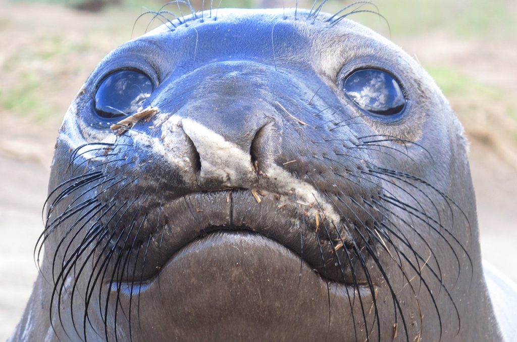 Seal whiskers