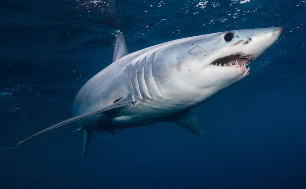 Shortfin mako shark
