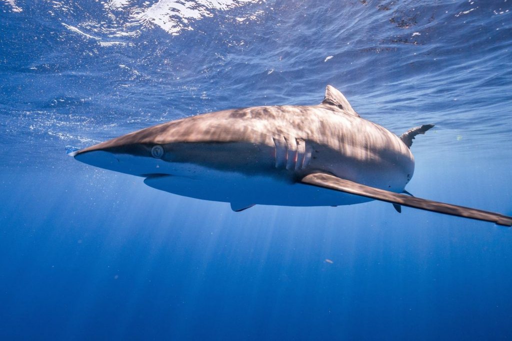 Silky shark