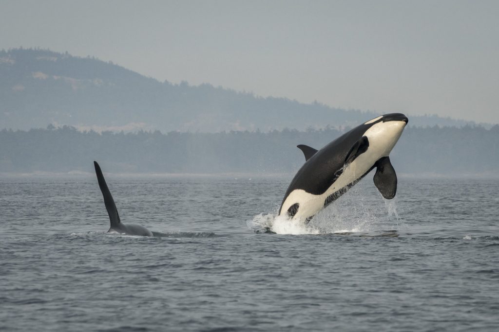 Southern resident killer whales