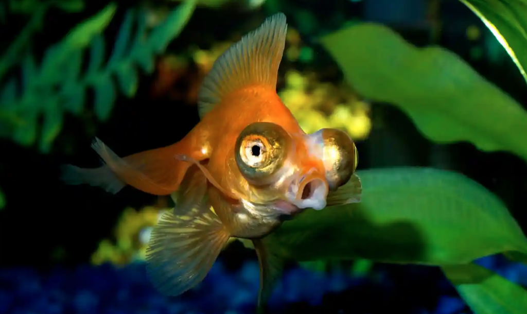 Telescope fish