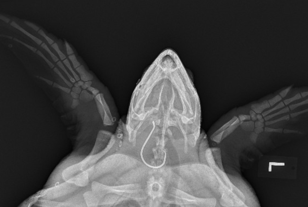 Sea turtle x-ray