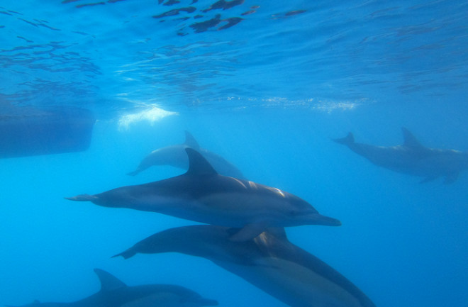 Dolphins