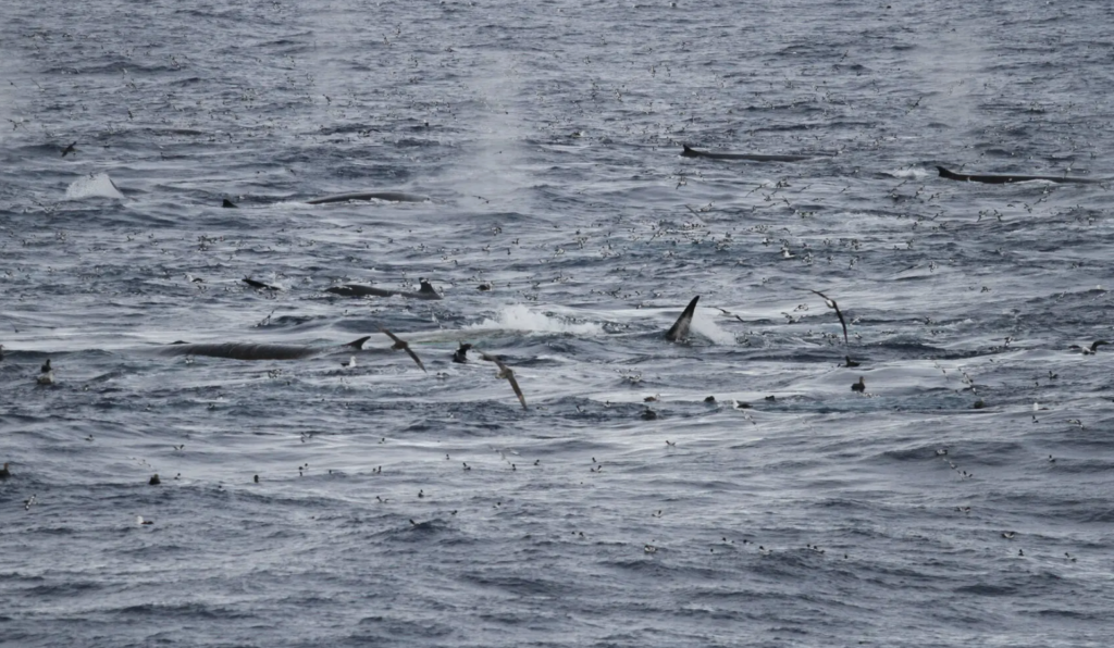 Fin whales feeding