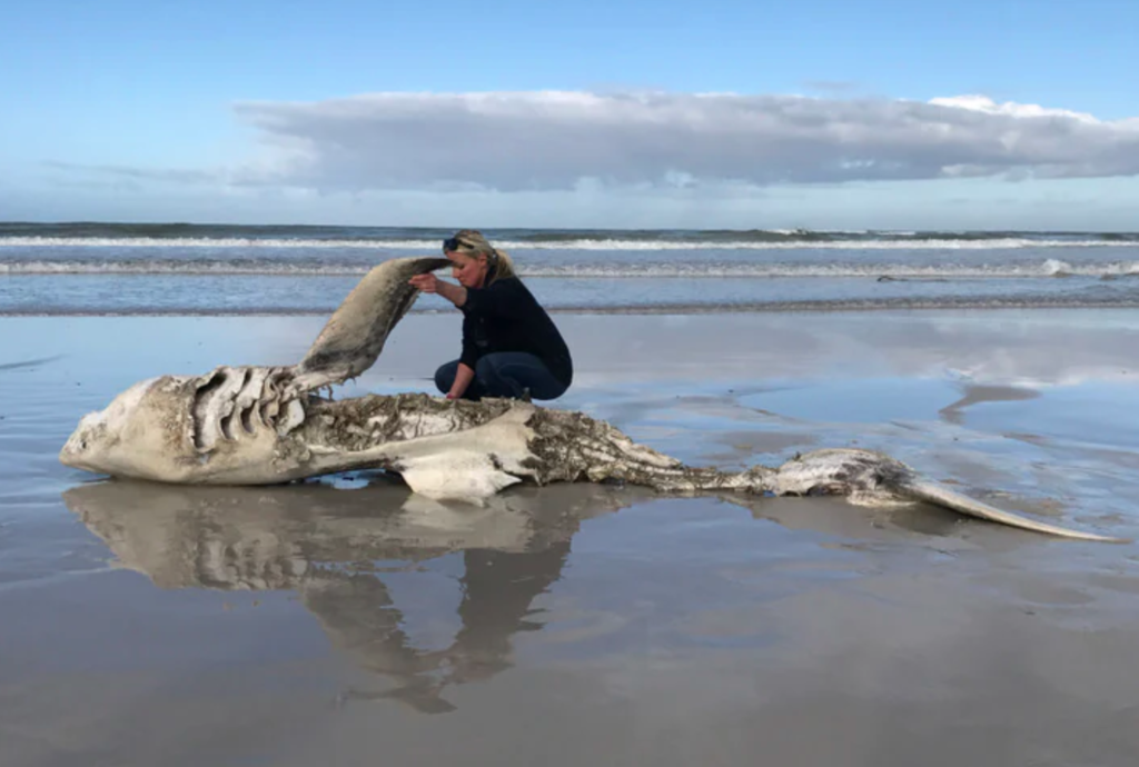 Great white shark carcass