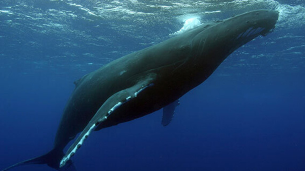 Humpback whale