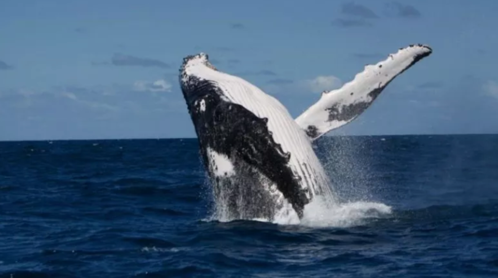 Humpback whale